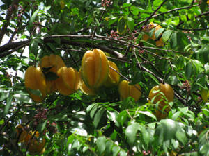 黃色楊桃在長有紫色花朵的樹枝上生長。