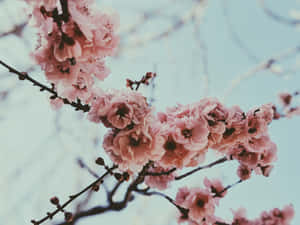 粉紅色櫻花在樹枝上綻放，映襯著柔和的藍天。 — 粉紅 壁紙