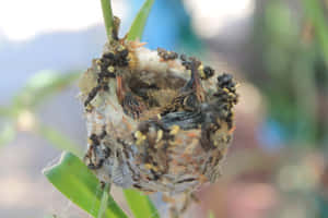 兩隻雛鳥在苔蘚巢中張開喙部等待餵食。 — 蜂鳥 GIF 壁紙