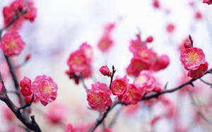 粉紅色櫻花在深色樹枝上綻放，背景柔和模糊。