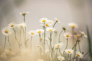 雛菊美學電腦 — 雛菊 壁紙