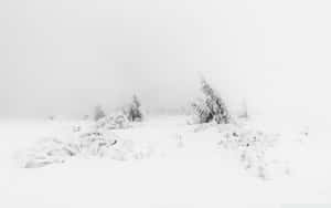 霧氣瀰漫的雪地森林景觀，色調柔和。