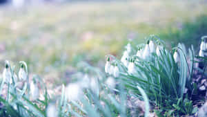 早春時節，白色雪花蓮在柔軟的草地上盛開。 — 草 壁紙