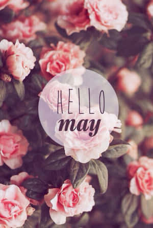 粉紅玫瑰配上 hello may 文字疊加