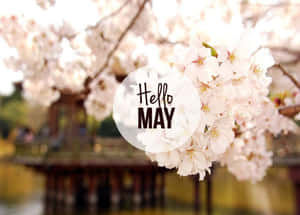 櫻花與 'Hello MAY' 文字覆蓋在木橋和水面上。 — 夏日氣息 壁紙