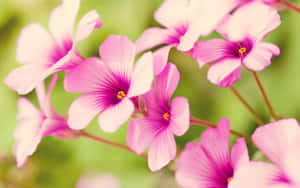 帶有紫色花心的粉紅色花朵在花園中柔和綻放。 — 花卉桌面 壁紙