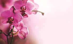 粉紅蘭花，光線柔和，背景模糊。 — 美麗花朵 壁紙