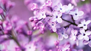 紫色丁香花的特寫，柔焦背景模糊。 — 紫色花朵 壁紙