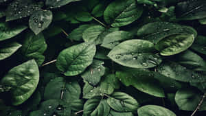 葉面帶有水珠的濃密綠色葉片 — 湖景 壁紙