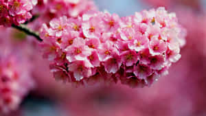 一簇粉紅櫻花盛開，背景柔和模糊。 — 美麗花朵 壁紙