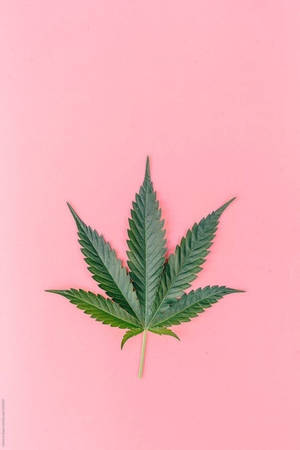 粉紅色背景上的綠色大麻葉
