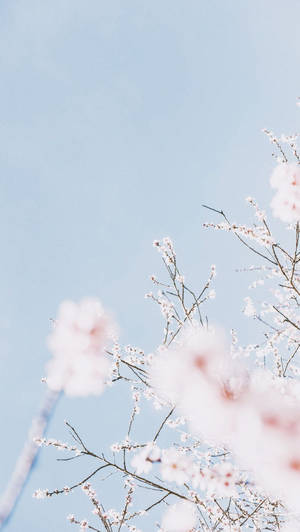 粉紅櫻花在枝條上，映襯著淡藍色天空