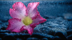 水下粉紅色花朵，深色岩石上有露珠 — 雨 壁紙
