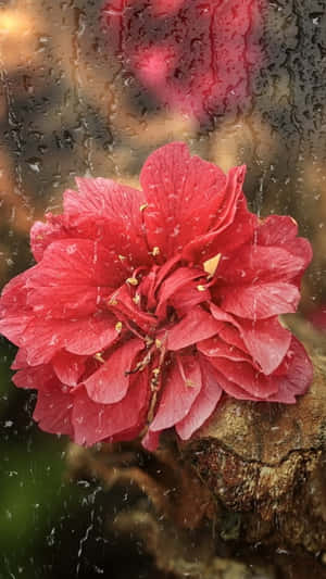 透過被雨水浸濕的玻璃看到的一朵紅花，帶有水珠和金色雄蕊。