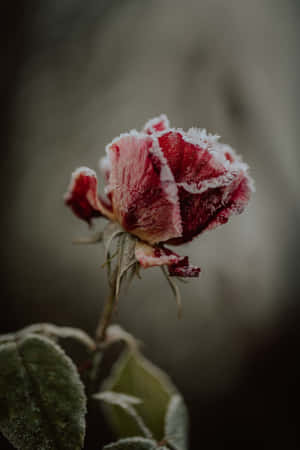 覆蓋著霜的紅色玫瑰花蕾，花瓣下垂，綠葉襯托。 — 冬日美學 壁紙