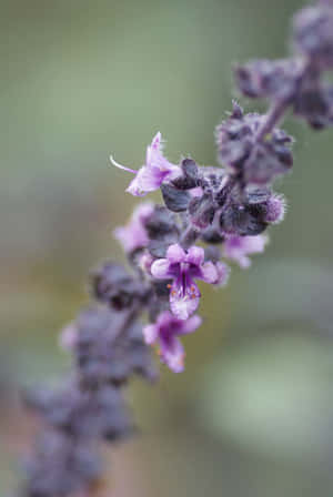 毛茸茸的莖上盛開的紫色鼠尾草花朵特寫。 — 紫色花朵 壁紙