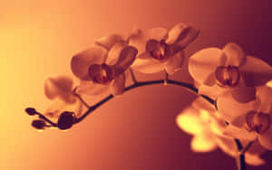 精緻的白色蘭花沐浴在溫暖的金色光芒中，背景柔和漸變。 — 紫色花朵 壁紙