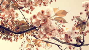 粉紅色櫻花在樹枝上盛開，襯著柔和的米色天空。 — 復古gif 壁紙