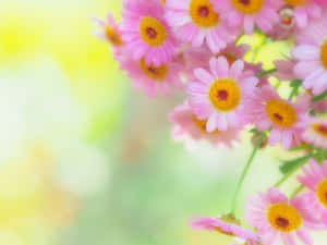 一簇粉紅色雛菊，黃色花心，背景柔和。 — 清新 GIF 壁紙