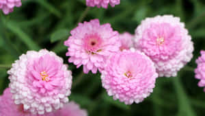 花園中一簇粉紅百日菊，花瓣層層疊疊。 — 粉紅花朵 壁紙