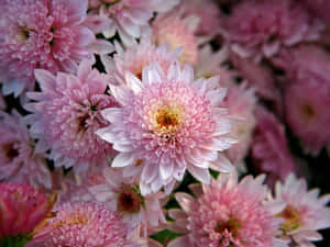 一簇粉紅菊花，花瓣精細，花心黃色。 — 粉紅花朵 壁紙