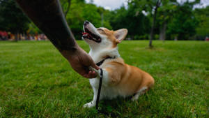 在草地公園裡，一隻開心的哥基犬從有紋身的人手中接過零食。