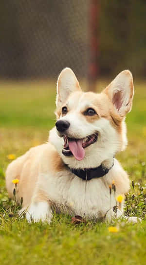 一隻快樂的哥基犬在草地上休息，旁邊有蒲公英。
