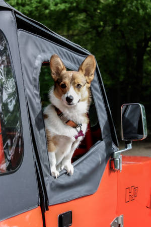 哥基犬從橙色吉普車的車窗向外望，後面有綠樹