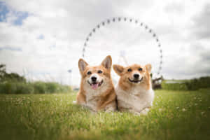 兩隻微笑的哥基犬坐在草地上，背景有摩天輪。