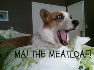 一隻有異色症的柯基犬在圖案床罩上打哈欠，上面寫著「MA! THE MEATLOAF!」 — 哥基 GIF 壁紙