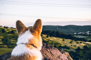 柯基犬坐在岩石上，眺望日落時分的綠色山丘