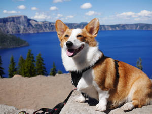 一隻微笑的哥基犬穿著胸背帶，坐在懸崖上，俯瞰著藍色湖泊和群山。