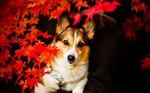 一隻被紅色秋葉包圍的柯基犬正看著相機。 — 狗 壁紙
