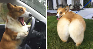 兩隻哥基犬，一隻在開車，另一隻站在草地上