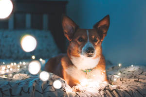 一隻柯基犬在夜晚休息在床上，周圍有發光的仙女燈。