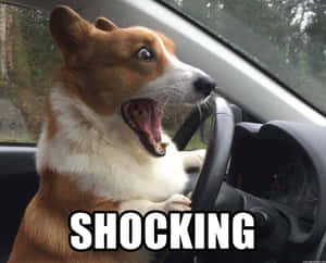 柯基犬在車內張開嘴巴和 shocking 文字 — 笑緊 壁紙