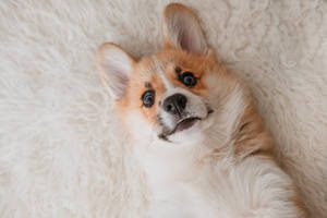 一隻柯基犬幼犬仰躺在白色毛茸茸的地毯上向上看。