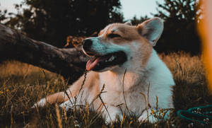 一隻滿足的哥基犬躺在高草中享受溫暖的日落。