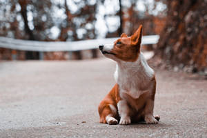 一隻巴仙吉犬在秋天的森林小徑上坐著。