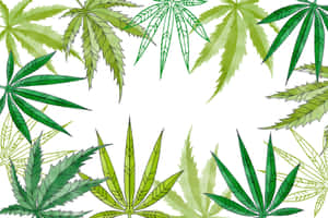 白色背景上綠色大麻葉的裝飾邊框。