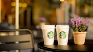 黃昏時分，咖啡館桌上放著兩杯Starbucks咖啡和一盆薰衣草。