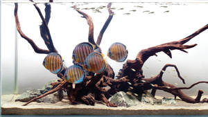 色彩繽紛的七彩神仙魚在熱帶水族箱中圍繞沉木游動。