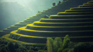 在金色的陽光下，梯田沿著山坡攀升，一間小屋棲息在曲線上。