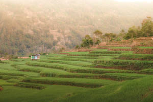 梯田攀上煙霧繚繞的山脈，一座小屋 nestled 在曲線之間。