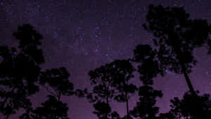 松樹剪影襯托著繁星點點的紫色夜空。