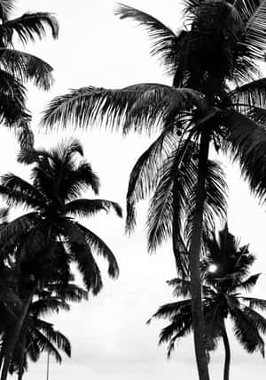 棕櫚樹剪影映襯著明亮的天空，陽光穿過葉片。 — 棕櫚樹 GIF 壁紙