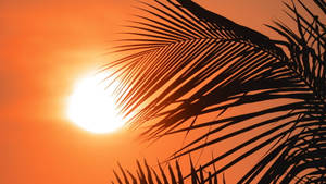 棕櫚葉在發光的橙色夕陽天空下形成剪影。