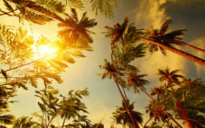 棕櫚樹在金色夕陽天空下形成剪影。