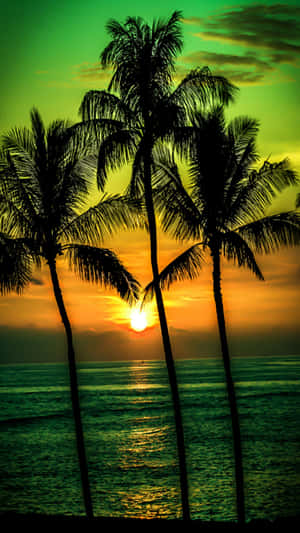 海洋上夕陽西下，棕櫚樹的剪影。 — 熱帶海灘 壁紙