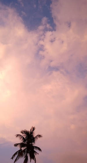 棕櫚樹剪影映襯粉紅與藍色暮色天空與雲朵 — 棕櫚樹 GIF 壁紙